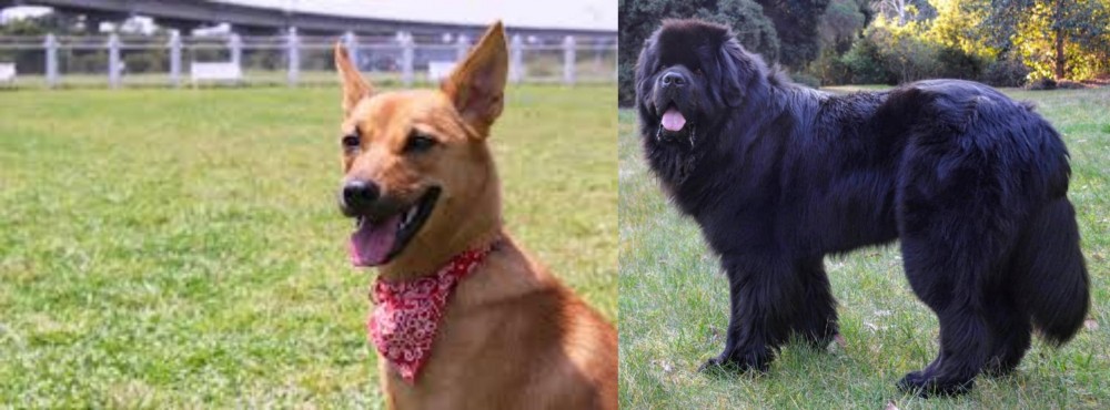 Newfoundland Dog vs Formosan Mountain Dog - Breed Comparison