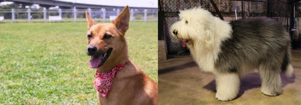 Old English Sheepdog vs Formosan Mountain Dog - Breed Comparison