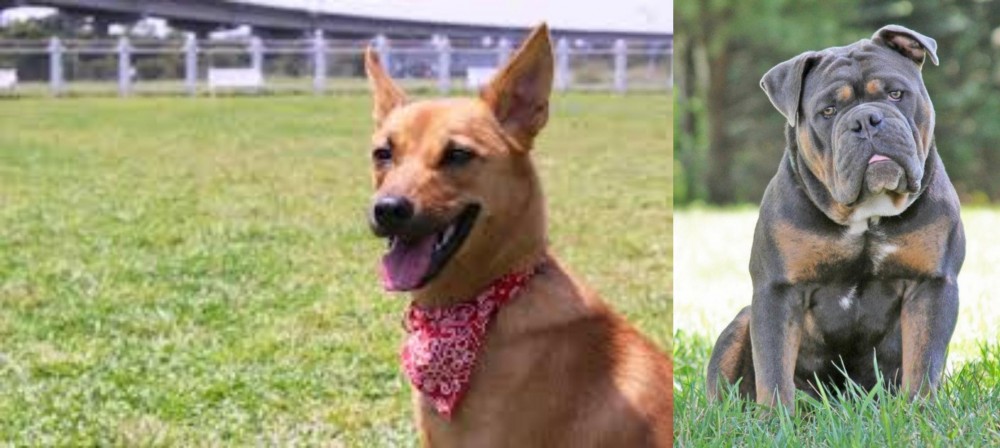 Olde English Bulldogge vs Formosan Mountain Dog - Breed Comparison