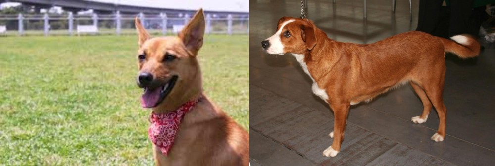 Osterreichischer Kurzhaariger Pinscher vs Formosan Mountain Dog - Breed Comparison