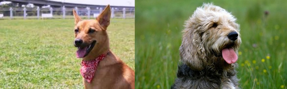 Otterhound vs Formosan Mountain Dog - Breed Comparison