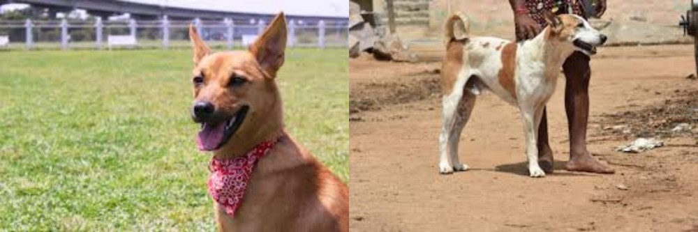 Pandikona vs Formosan Mountain Dog - Breed Comparison