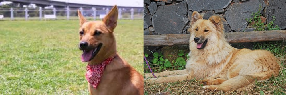 Pastor Garafiano vs Formosan Mountain Dog - Breed Comparison