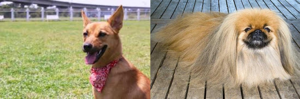 Pekingese vs Formosan Mountain Dog - Breed Comparison