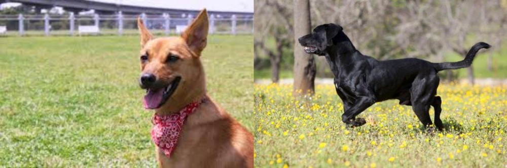 Perro de Pastor Mallorquin vs Formosan Mountain Dog - Breed Comparison