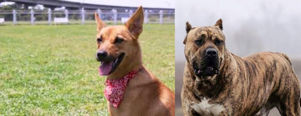 Perro de Presa Canario vs Formosan Mountain Dog - Breed Comparison