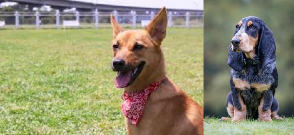 Petit Bleu de Gascogne vs Formosan Mountain Dog - Breed Comparison