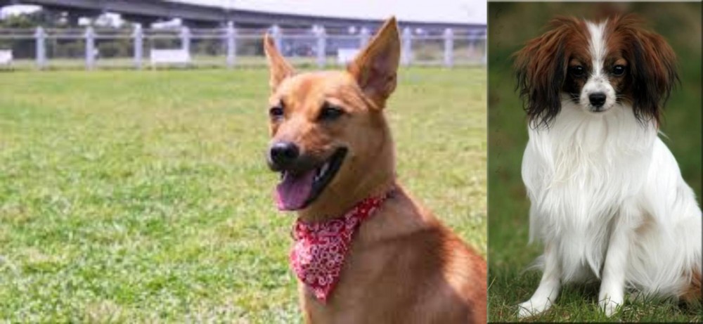 Phalene vs Formosan Mountain Dog - Breed Comparison