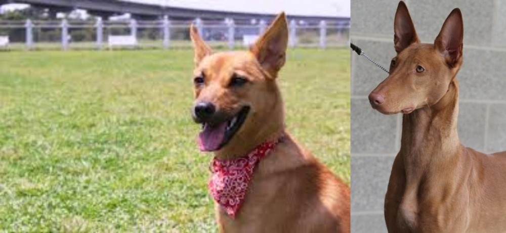 Pharaoh Hound vs Formosan Mountain Dog - Breed Comparison