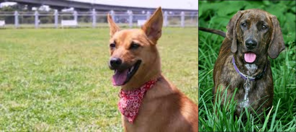 Plott Hound vs Formosan Mountain Dog - Breed Comparison