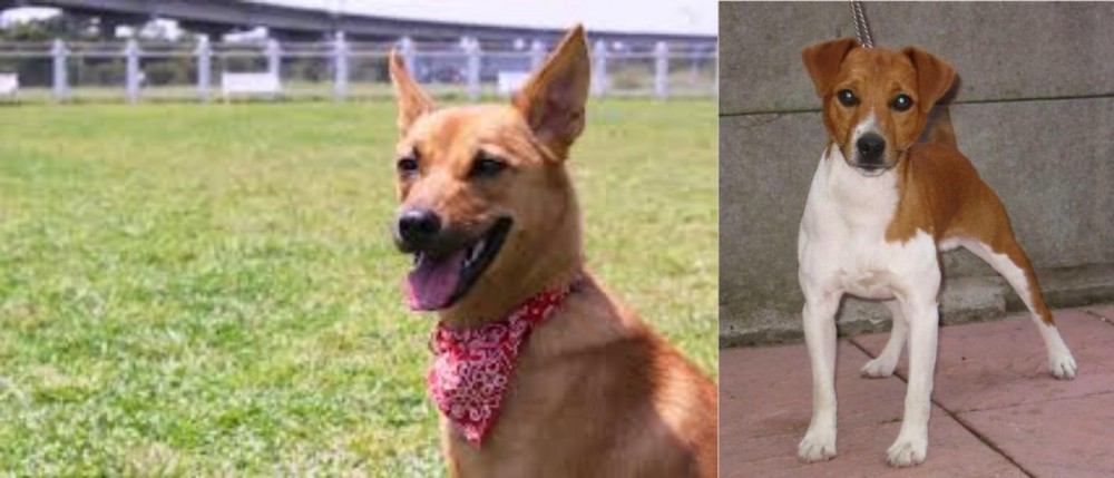Plummer Terrier vs Formosan Mountain Dog - Breed Comparison