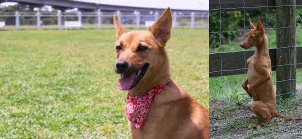 Podenco Andaluz vs Formosan Mountain Dog - Breed Comparison