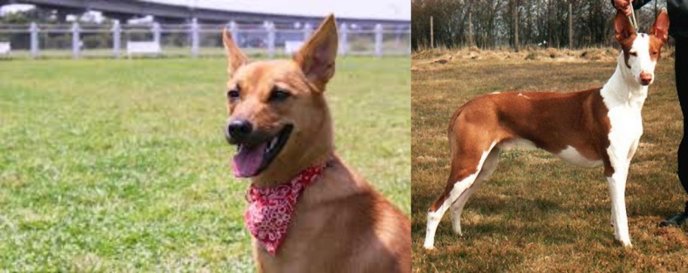 Podenco Canario vs Formosan Mountain Dog - Breed Comparison