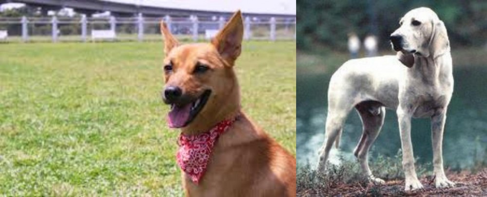 Porcelaine vs Formosan Mountain Dog - Breed Comparison
