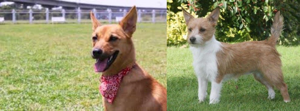 Portuguese Podengo vs Formosan Mountain Dog - Breed Comparison