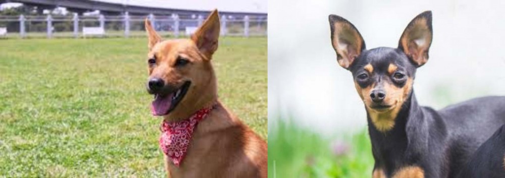Prazsky Krysarik vs Formosan Mountain Dog - Breed Comparison