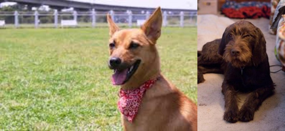 Pudelpointer vs Formosan Mountain Dog - Breed Comparison