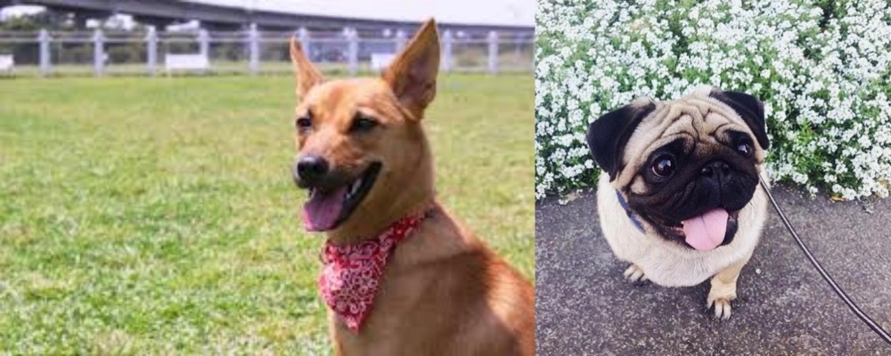 Pug vs Formosan Mountain Dog - Breed Comparison