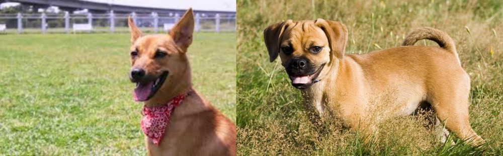 Puggle vs Formosan Mountain Dog - Breed Comparison
