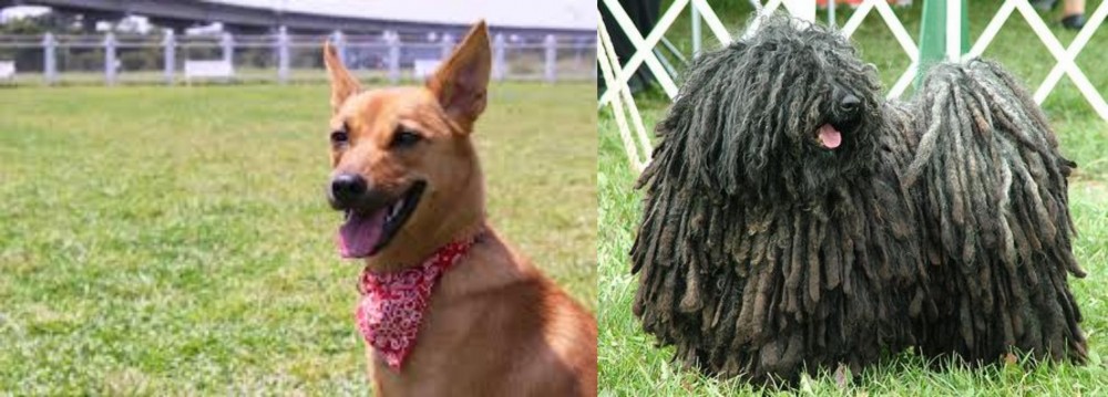 Puli vs Formosan Mountain Dog - Breed Comparison
