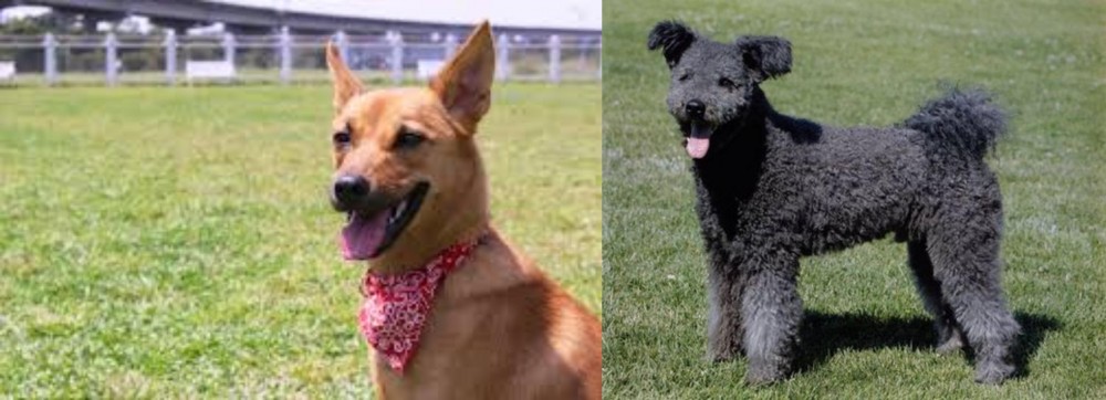 Pumi vs Formosan Mountain Dog - Breed Comparison