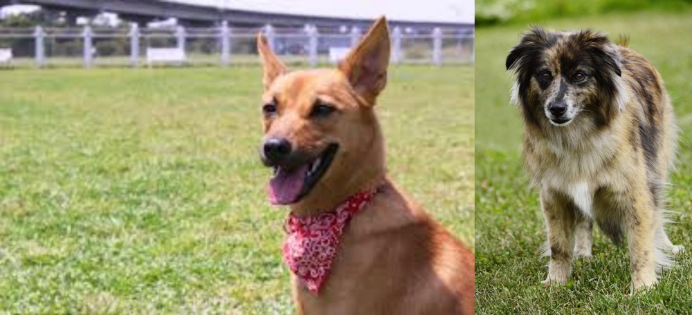 Pyrenean Shepherd vs Formosan Mountain Dog - Breed Comparison