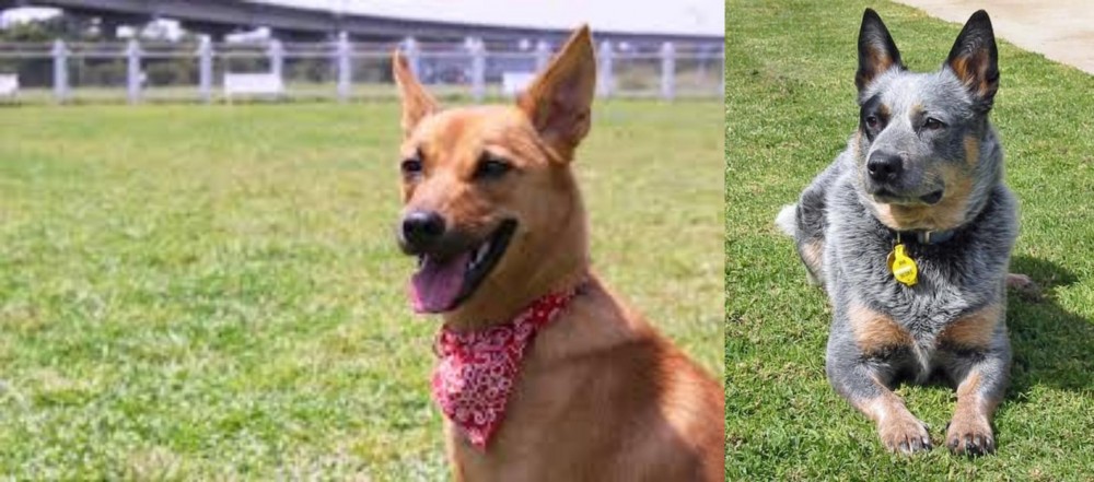 Queensland Heeler vs Formosan Mountain Dog - Breed Comparison