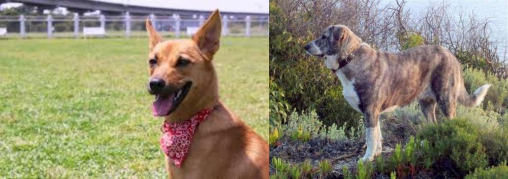 Rafeiro do Alentejo vs Formosan Mountain Dog - Breed Comparison