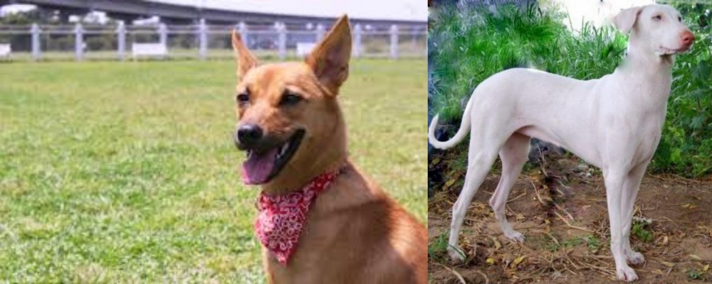 Rajapalayam vs Formosan Mountain Dog - Breed Comparison