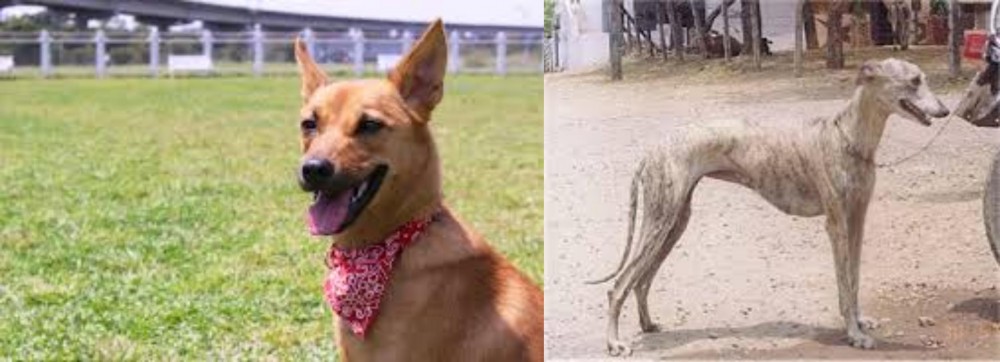 Rampur Greyhound vs Formosan Mountain Dog - Breed Comparison