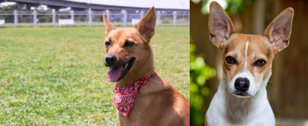 Rat Terrier vs Formosan Mountain Dog - Breed Comparison