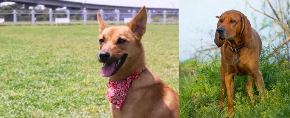 Redbone Coonhound vs Formosan Mountain Dog - Breed Comparison