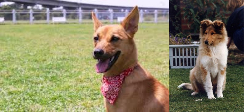 Rough Collie vs Formosan Mountain Dog - Breed Comparison