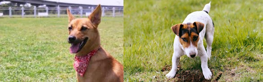 Russell Terrier vs Formosan Mountain Dog - Breed Comparison