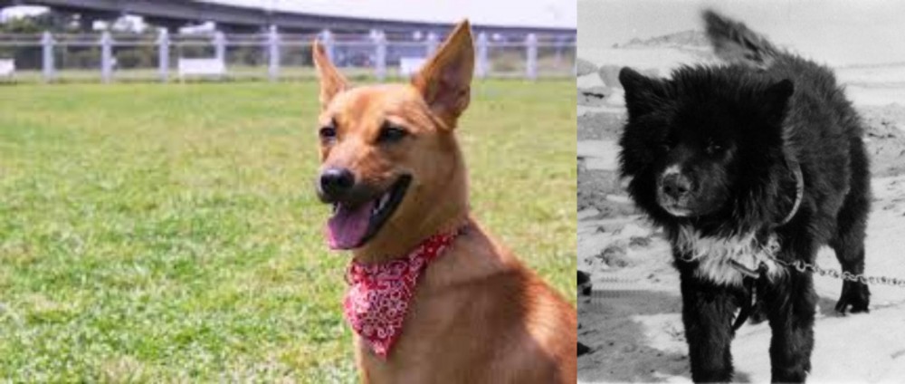 Sakhalin Husky vs Formosan Mountain Dog - Breed Comparison