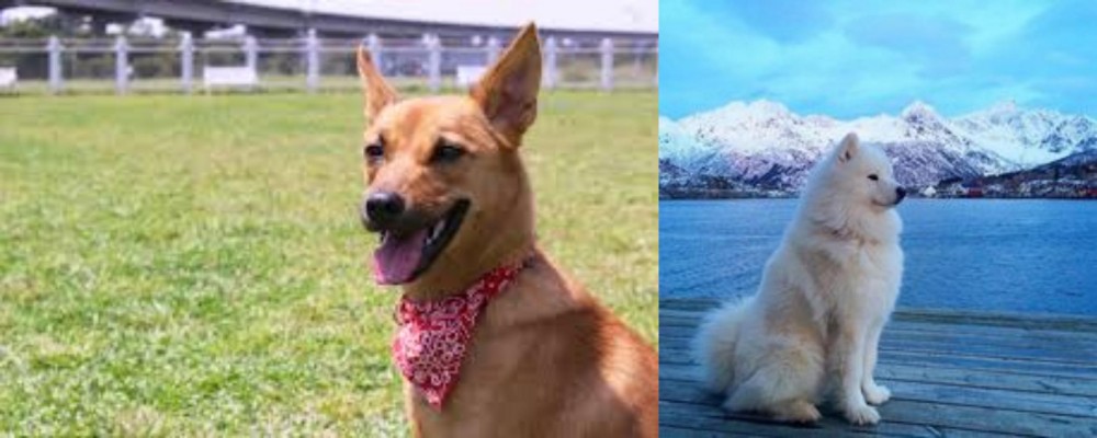 Samoyed vs Formosan Mountain Dog - Breed Comparison