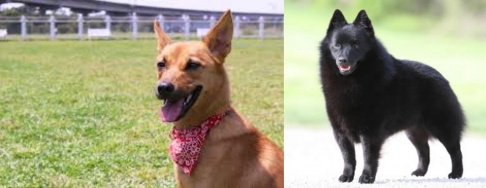Schipperke vs Formosan Mountain Dog - Breed Comparison