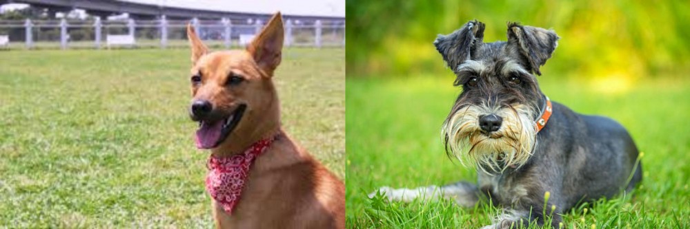 Schnauzer vs Formosan Mountain Dog - Breed Comparison