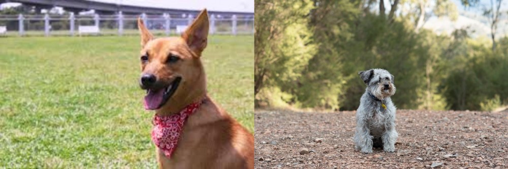 Schnoodle vs Formosan Mountain Dog - Breed Comparison