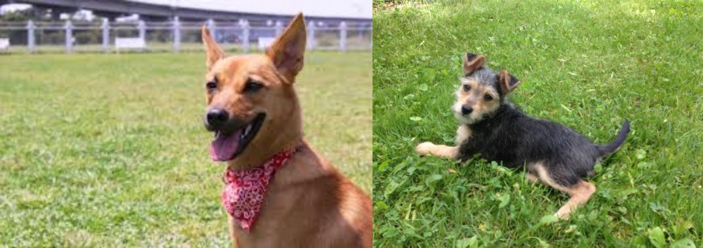 Schnorkie vs Formosan Mountain Dog - Breed Comparison