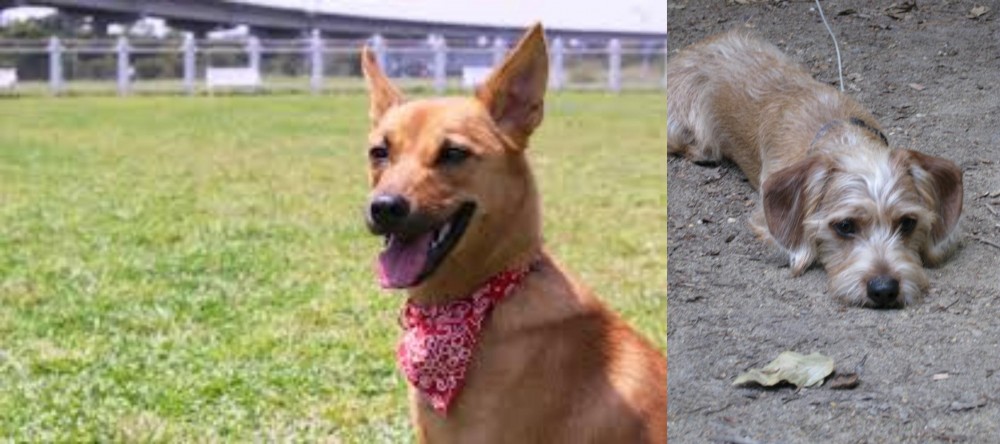 Schweenie vs Formosan Mountain Dog - Breed Comparison