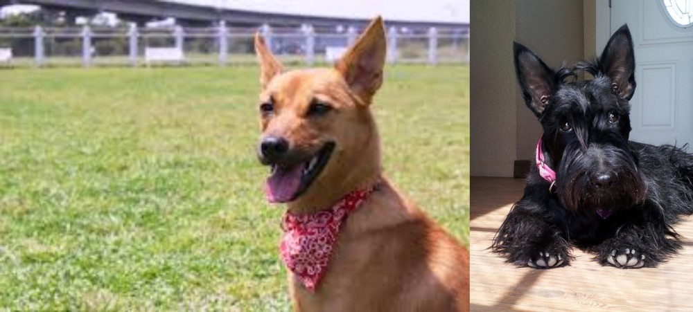 Scottish Terrier vs Formosan Mountain Dog - Breed Comparison