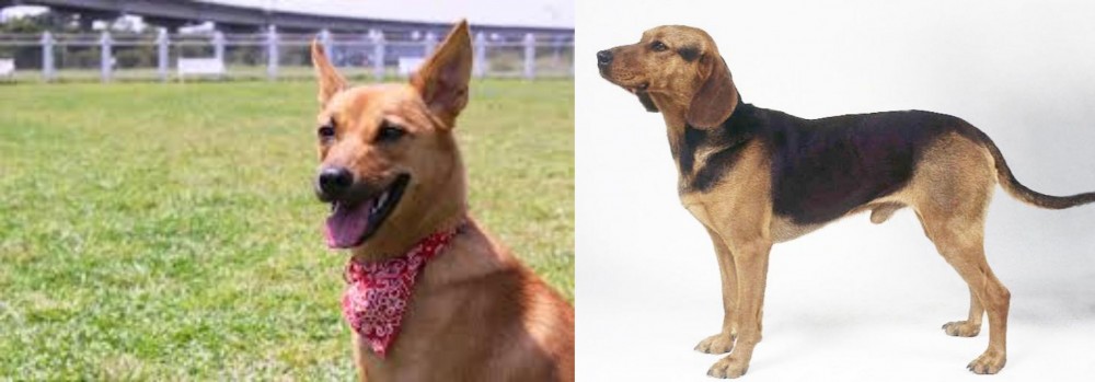 Serbian Hound vs Formosan Mountain Dog - Breed Comparison