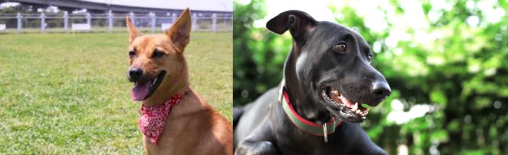 Shepard Labrador vs Formosan Mountain Dog - Breed Comparison