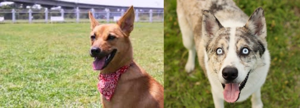 Shepherd Husky vs Formosan Mountain Dog - Breed Comparison