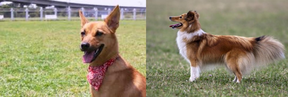 Shetland Sheepdog vs Formosan Mountain Dog - Breed Comparison