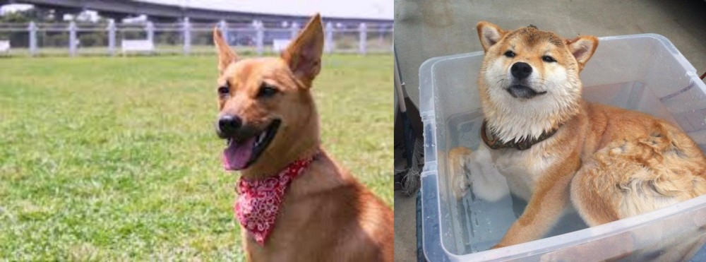 Shiba Inu vs Formosan Mountain Dog - Breed Comparison