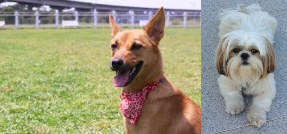 Shih Tzu vs Formosan Mountain Dog - Breed Comparison