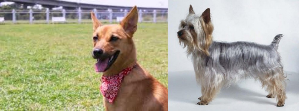Silky Terrier vs Formosan Mountain Dog - Breed Comparison