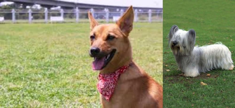 Skye Terrier vs Formosan Mountain Dog - Breed Comparison